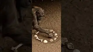 Life 4.1 million years ago and primitive man #earlyhumans #monkey #nolongerhuman #humanhistory