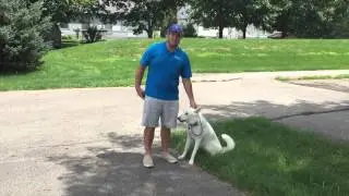 Dog Training: Client Testimonial, Lennon!