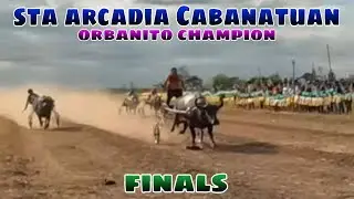 Sta Arcadia Cabanatuan City carabao race orbanito champion finals
