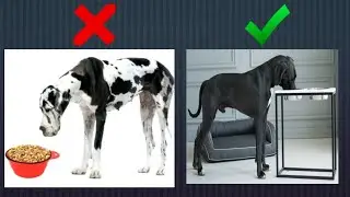 Height adjustable elevated feeder for my Great dane (unboxing and fixing)