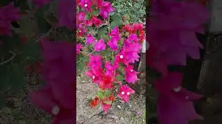Pink Bougainvillea Blooming | Nature Short 🌺 | Winter Garden Flowers 🌸 Bougainvillea Shorts #shorts