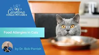 Food Allergies Cat Specific 2023