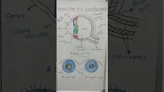 eye structure #function of iris#shorts#trending #mukum sir