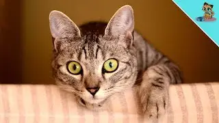 THAT'S Why Cats Stare At Us...You'll Be Surprised!
