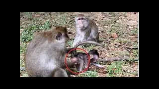 why kidnapper do seriously bad on new born monkey, pity baby monkey cry and scream very loudly