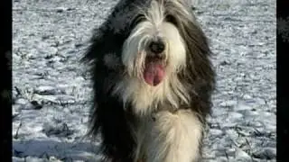 Barney - 9 Years Old