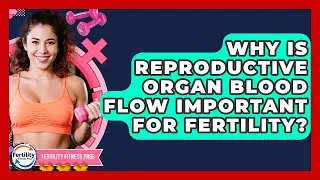 Why Is Reproductive Organ Blood Flow Important For Fertility? - Fertility Fitness Pro