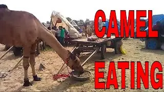 Camel car|camel cart ride|camel faithfully|camel running slow motion|camel standing|power of camel|