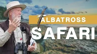 The Albatross Safari