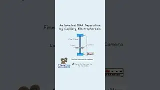 Why Is Capillary Electrophoresis So Fast? 🧬⚡