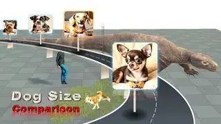 Dog size comparison from tiny to huge Dog Part-1