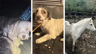 30 dogs and a blind pony taken from 'unsafe conditions' in St. Louis County home