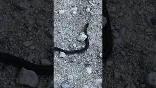 Come #Explore with Me: Discovered a cute #baby snake!