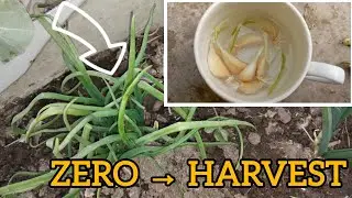 जल्दी प्याज व लहसुन उगाने का नायाब तरीका विद केयर टिप्स 🧅🧄#rooftopgarden #urbangarden.
