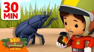 ¡Esperamos que no encuentres este insecto en tu mochila escolar! 🎒 | 30 Min | Leo, El Explorador