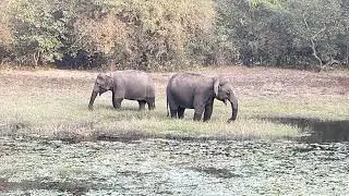 Dandeli Elephant Sighting 