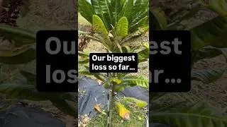 Our biggest loss so far&hellip; #farmlife #fruit #rarefruit