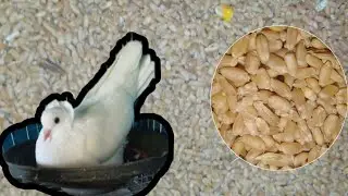 কবুতরকে গম কেন খাওয়াবেন, কখন খাওয়াবেন ও গম খাওয়ালে কি হয় জানুন। পাখির শহরে।