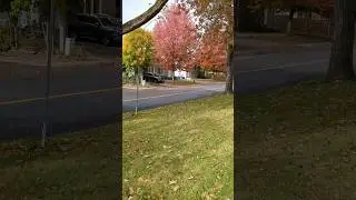 maple 🍁 #colors #fall #niagara #canada #tiktokviral