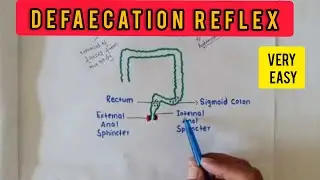 Defaecation Reflex/ Removal Of Faeces By Automatic Response.