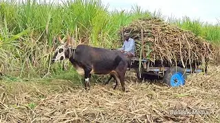 Bullock Cart Ride | Bullock Cart Race | Bullock Cart Videos | Bull Farming Videos | Bullock Media