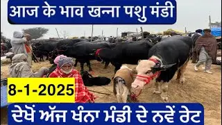 8-1-2026 ਖੰਨਾ ਪਸ਼ੂ ਮੰਡੀ 75000 ਹਜਾਰ ਦੀ ਮੱਝLive #trending #viral #bull #animals #cow #baffalo 