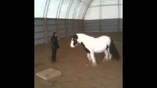 Spirit the Gypsy Vanner and Jan at liberty