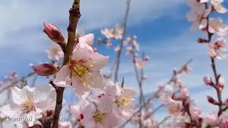 Dance of spring blossoms