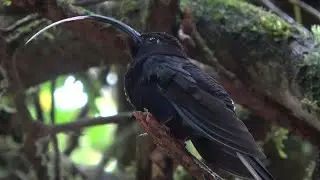 Violet Sabrewing, Birds of Costa Rica  (for Roman RIP)