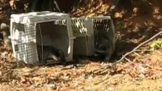 Nine Raccoons Are Released - October 24th, 2010