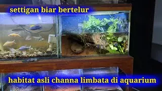 Settingan habitat asli aquarium channa limbata
