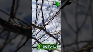 Вот что надо сделать в феврале! Рецепт зимней побелки сада.