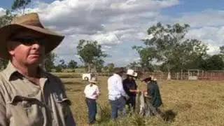 Cattle Station work -RITE Virginia Park part 2