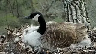 Decorah Goose Cam:  Amazing footage of the goslings hatching, one after another 🐣 2023 Apr 24
