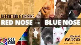 DogTips № 2: КРАСНЫЙ НОС - СИНИЙ НОС: Происхождение и определение [sub.titles Multi]