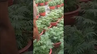 Remove leaves, add organic fertilizer and potting mix for marigold (early marigold) plants. #flow...