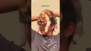 Cute Kittens 🐕 New Funny Cats 2024 🐕 # Part 3170