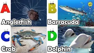 ABC Sea Animals song | Learn Alphabets | English and Animals for Kids | #anglerfish