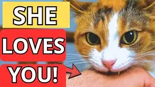 10 Secret Ways Your Cat Says 'I Love You' Wait for #7! 😭