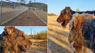 Large Airedale Terrier puppies