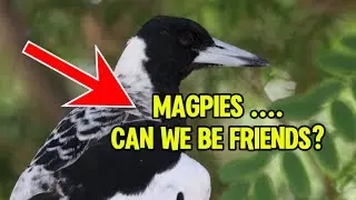 HOW TO EARN A MAGPIE&rsquo;S TRUST AND BECOME FRIENDS | AUSTRALIA.