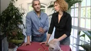 Gatto - British.divx