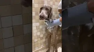 My pawrent says bath day is gonna be fun 🐶 #dog #doglover #cutedog #foryou #weimaraner #funnyshorts
