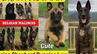 🔥 Belgian Malinois Puppies for Sale in India 2025 | Pure Breed | Best Price & Home Delivery 🐶