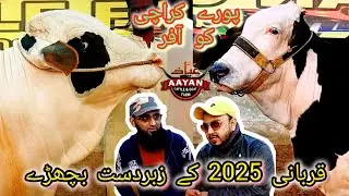 Beauty blast 💥💣 | Aayan cattle farm qurbani 2025 collection #cattlesjunoon #cow #aayancattlefarm #1k