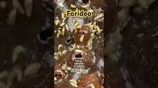 FOR&Iacute;DEOS! ☠️🐝 #shorts #abelhas #viral