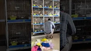 NS ne poora setup Uta Lia&hellip;..!!!!! #naveedsheikh #lovebirds #parrot