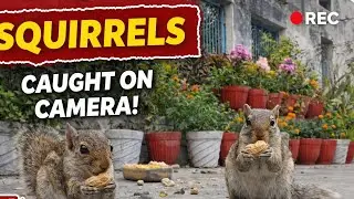 Entry free. Rules: Eat, trust, repeat 🐿️😂 Squirrels 