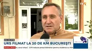 Urs surprins la 20 km de Capitală, lângă pădurea Sinești