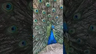 Beautiful Peacock Dance